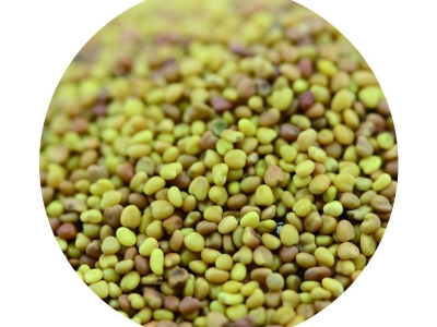 [白三葉]白三葉種子價格_圖片_種植方法