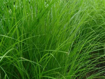[細葉芒]觀賞草坪細葉芒種子價格_圖片_種植方法