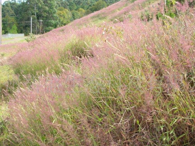 [糖蜜草]觀賞草坪糖蜜草種子價格_圖片_種植方法
