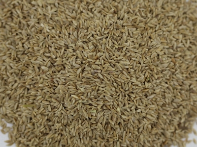 [狗牙根種子]狗牙根草坪種子批發價格_去哪里購買